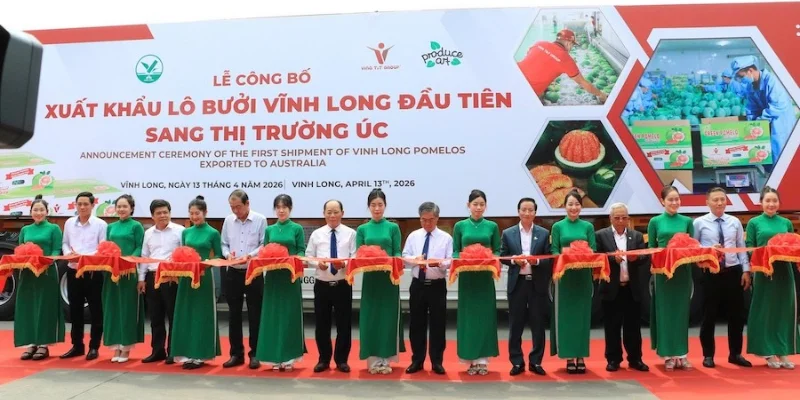 Xuất Khẩu Bưởi Da Xanh Sang Úc - Mở Ra Cơ Hội Triệu Đô